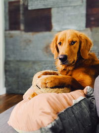 Portrait of dog relaxing outdoors