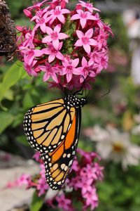 Close-up of butterfly on pink flowers