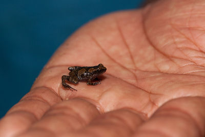 Close-up of human hand holding small frog