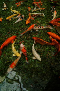 High angle view of koi carps swimming in sea