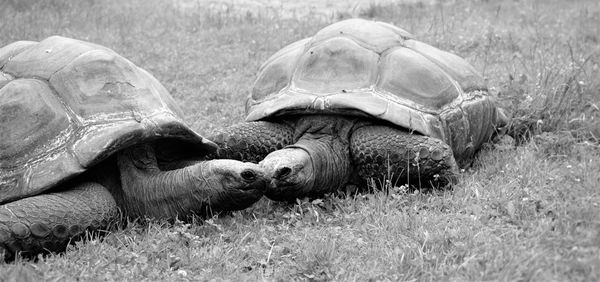 Close-up of tortoise on field