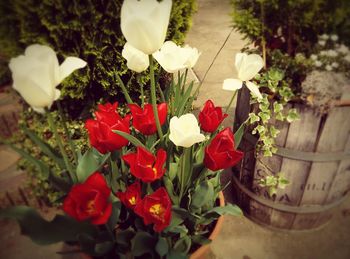 Close-up of red rose blooming outdoors