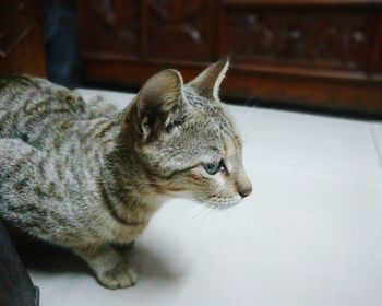 Close-up of cat sitting