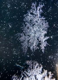 Close-up of snowflakes on water