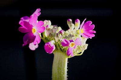 Close-up of pink flower over black background