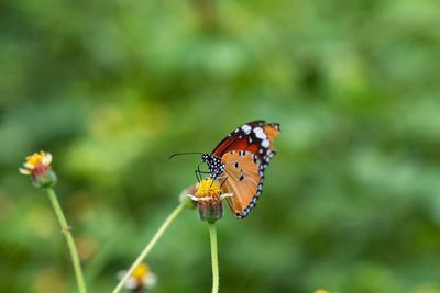 Close-up of butterfly pollinating on flower