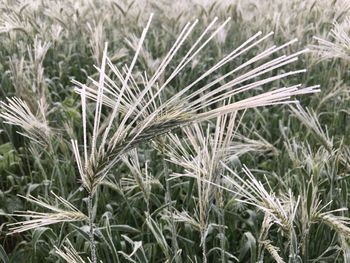 Full frame shot of crops on field