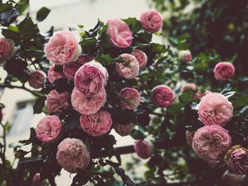 Close-up of pink flowers