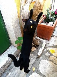 High angle view of cat relaxing on plant