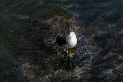 High angle view of bird perching on rock by lake