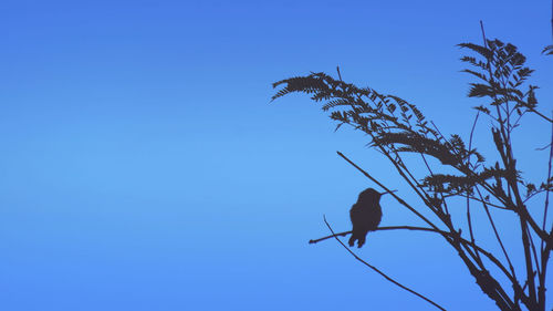 Low angle view of bird flying against clear blue sky