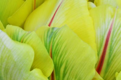 Close-up of yellow flower