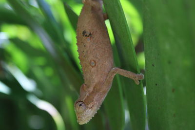 Close-up of lizard on leaf