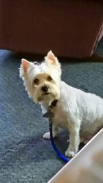 High angle portrait of dog standing on floor