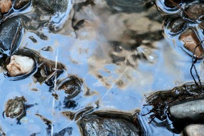 High angle view of fish in water