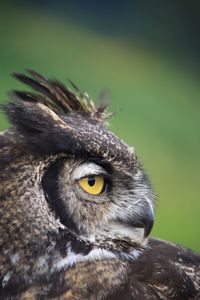 Close-up portrait of owl