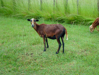 Side view of a horse on field