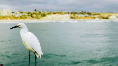 Close-up of bird perching on beach against sky