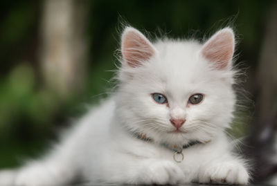 Close-up portrait of cat