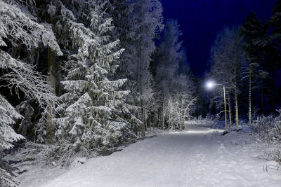 Snow covered pine trees at night