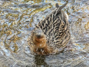 High angle view of turtle in sea