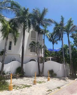 palm tree
