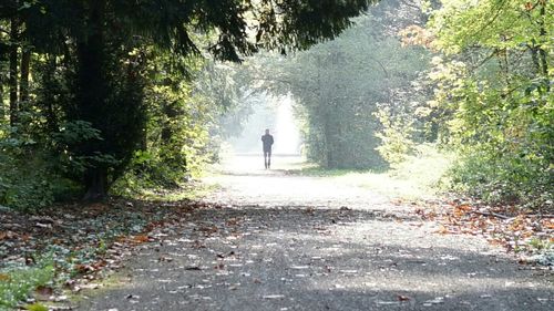 People walking on footpath in forest