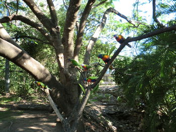 Bird perching on tree