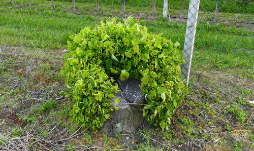 High angle view of fresh green plants on land