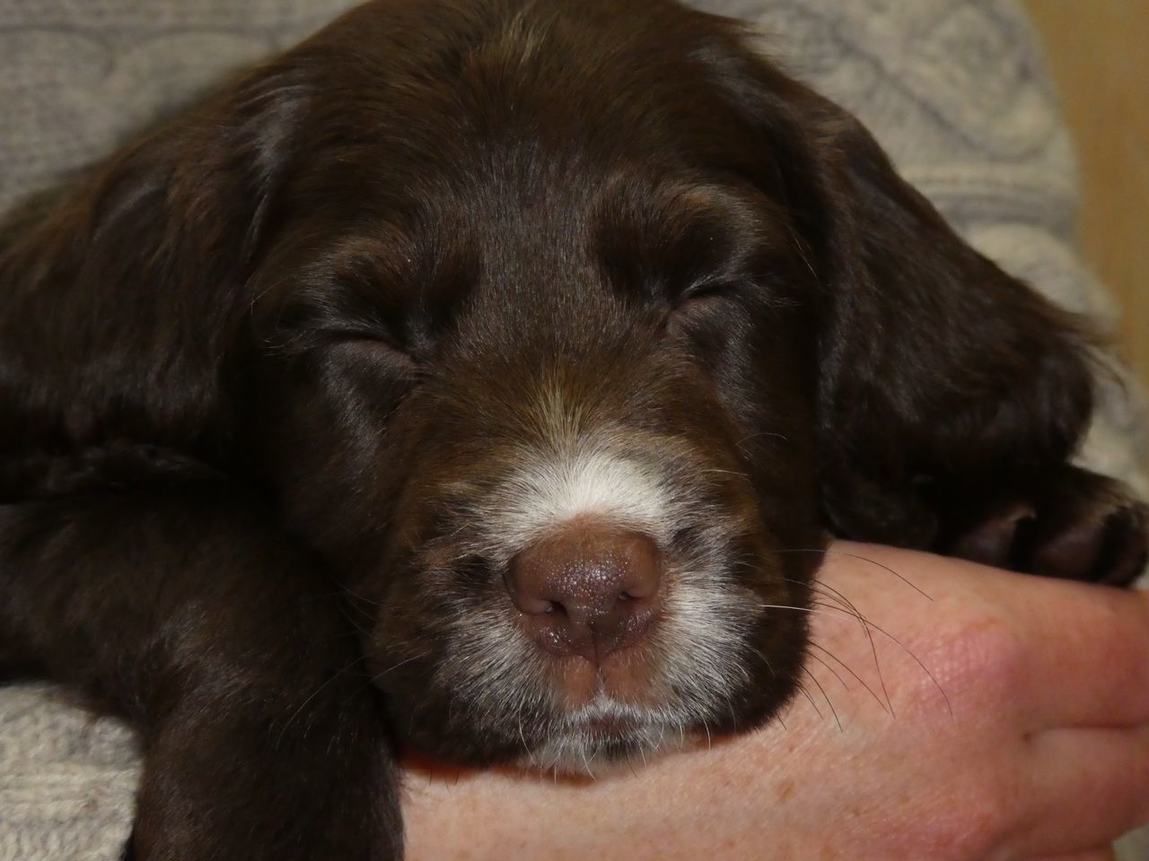 Chocolate cocker spaniel