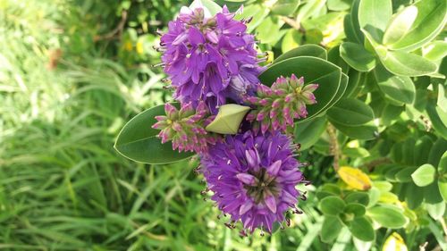 Close-up of pink flowering plants