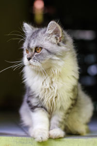 Close-up of cat looking away