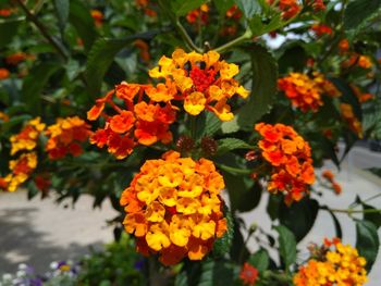 Close-up of orange marigold flowers