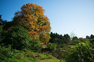 Trees in forest against clear sky