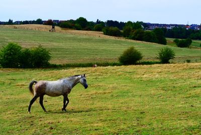 Horses in a field