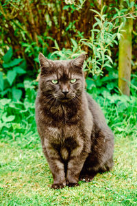 Portrait of cat sitting on field