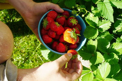 High angle view of man holding strawberries over plants