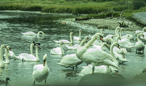 Swans swimming in lake