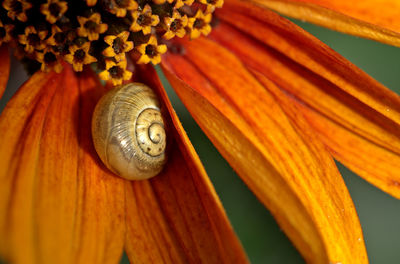 Close-up of snail on plant