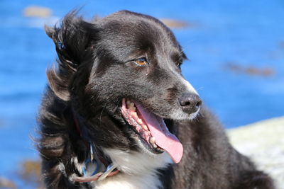 Close-up of dog at sea against sky