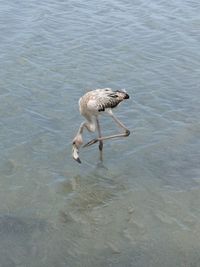 High angle view of bird on beach