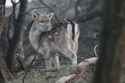 Deer in a field