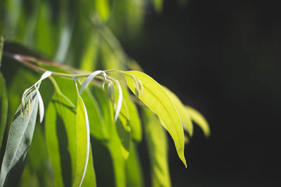 Close-up of green leaves