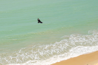 Bird flying over the sea