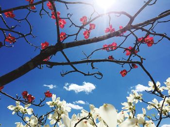 Flowers with sky in background