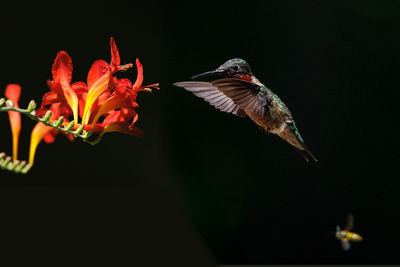 hummingbird