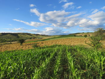 Scenic view of agricultural field against sky