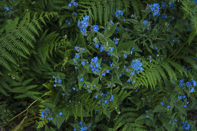 Close-up of purple flowering plants