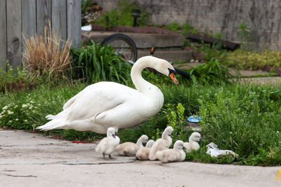 Swans on the ground