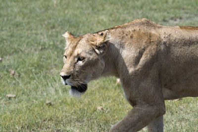 Side view of a cat on grass